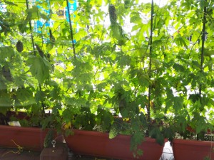 IMG_20160629_104852